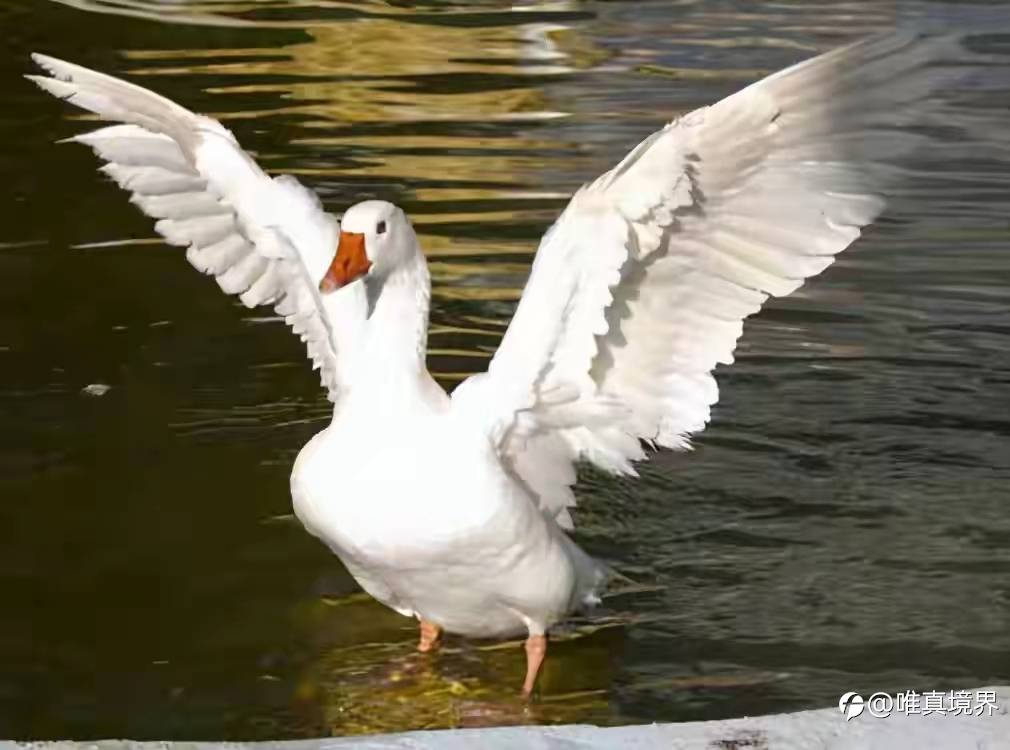 feed image