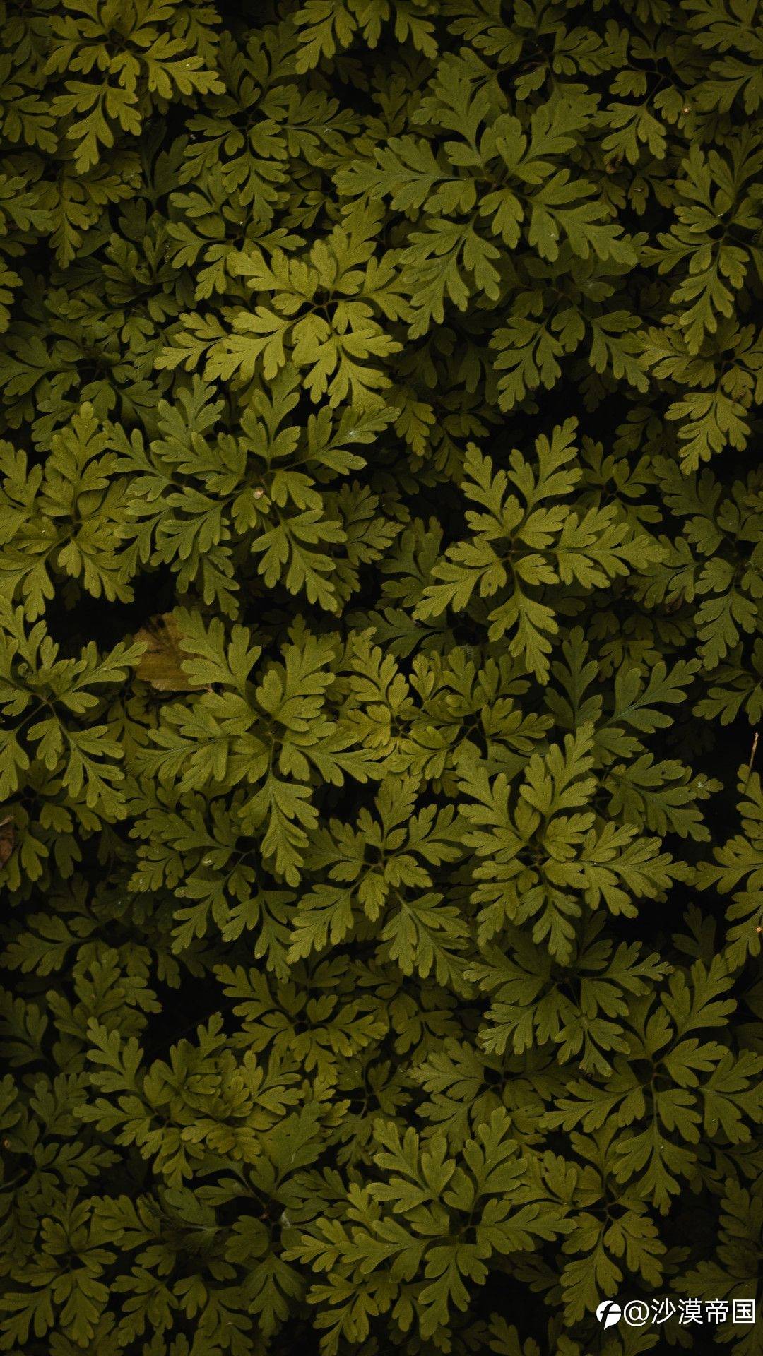 feed image