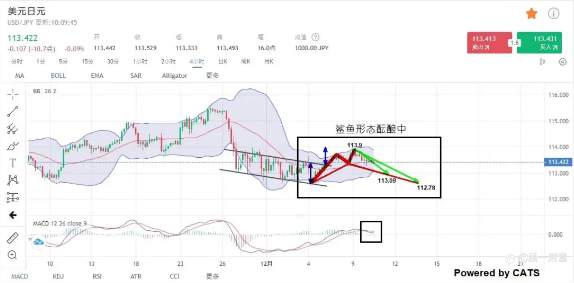 鲨鱼形态你听过没?等我教你怎么分办它