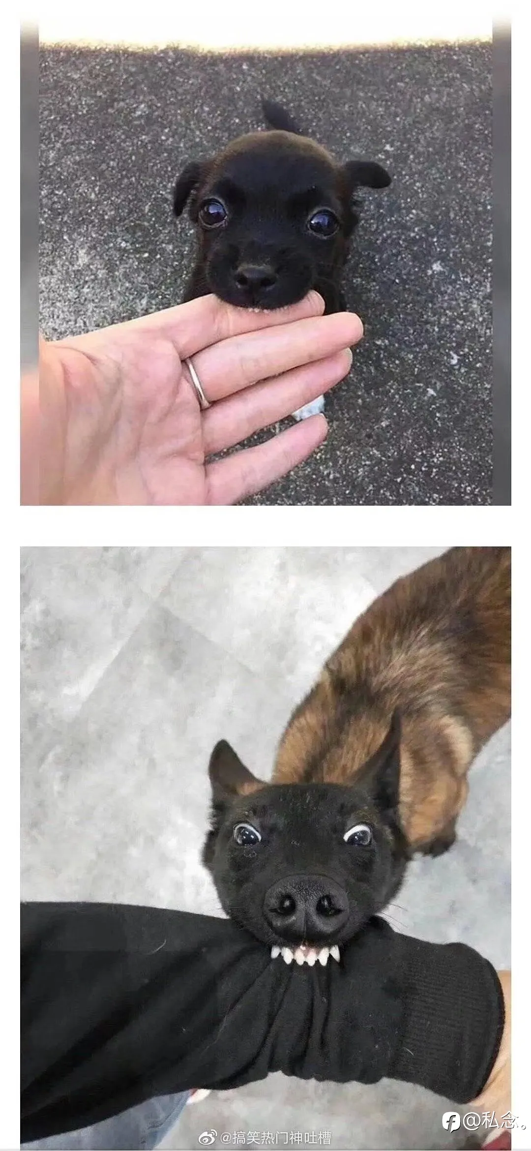feed image