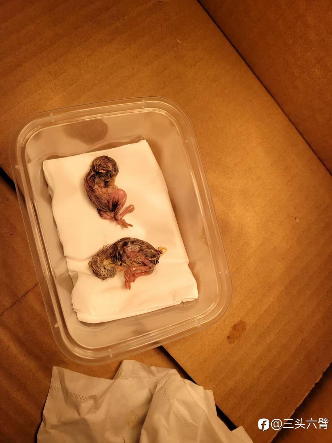哈哈哈，终于成功了。