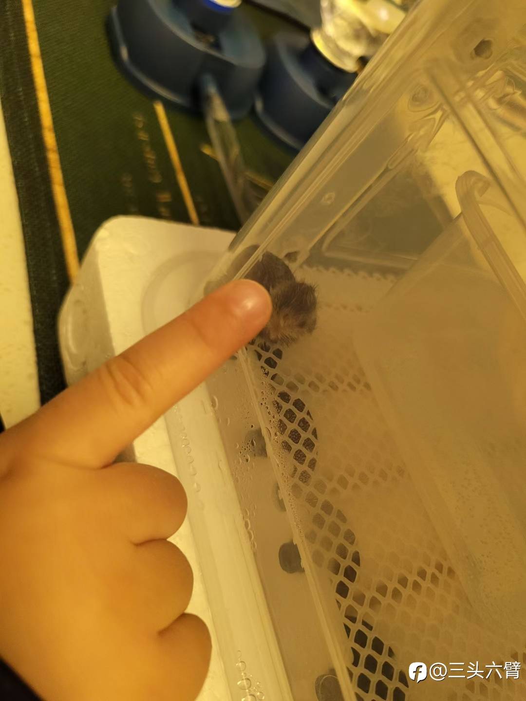哈哈哈，终于成功了。