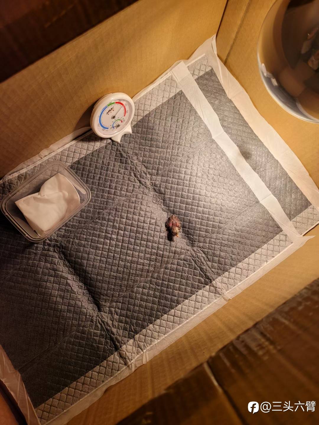 哈哈哈，终于成功了。