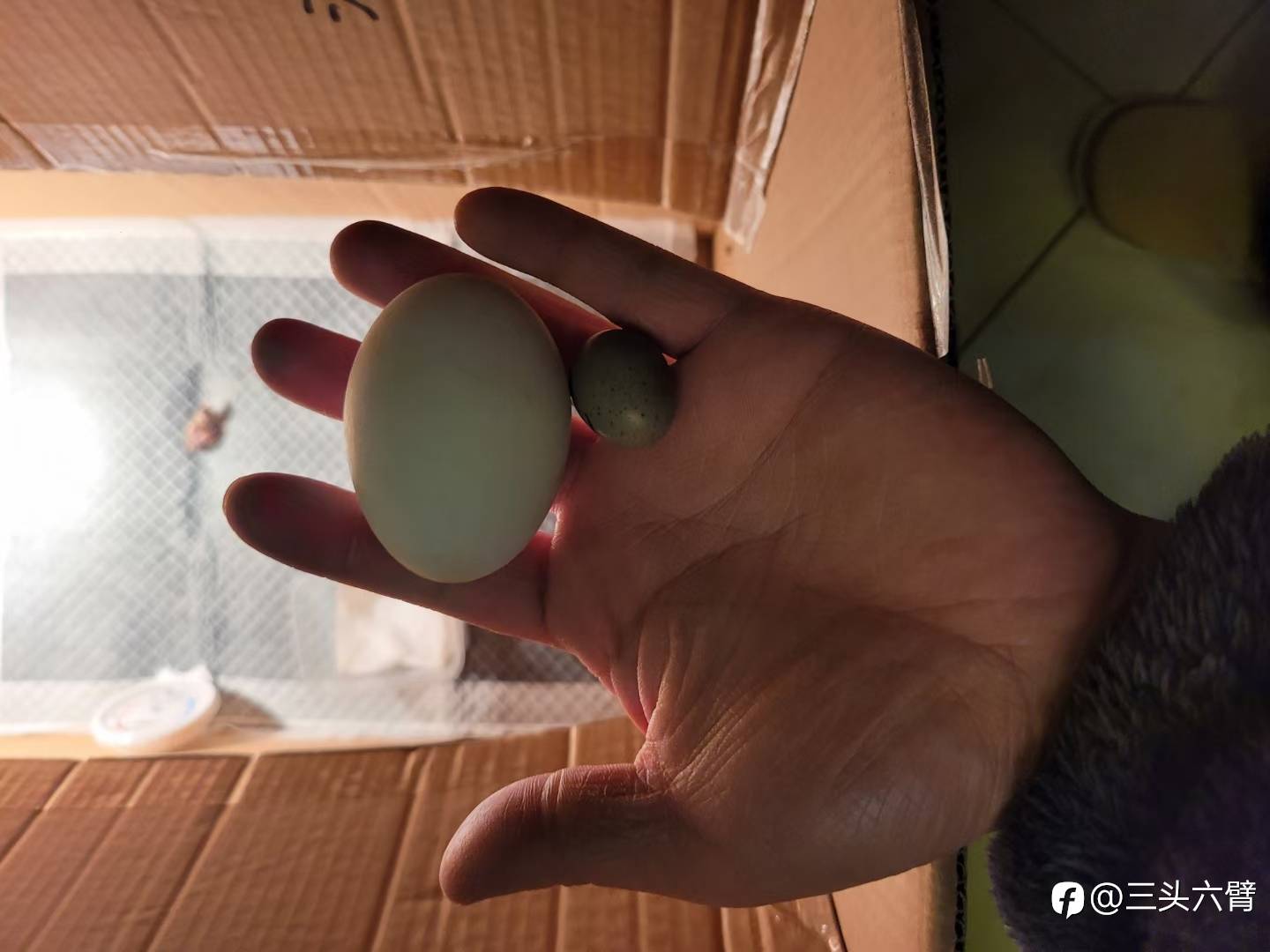 哈哈哈，终于成功了。