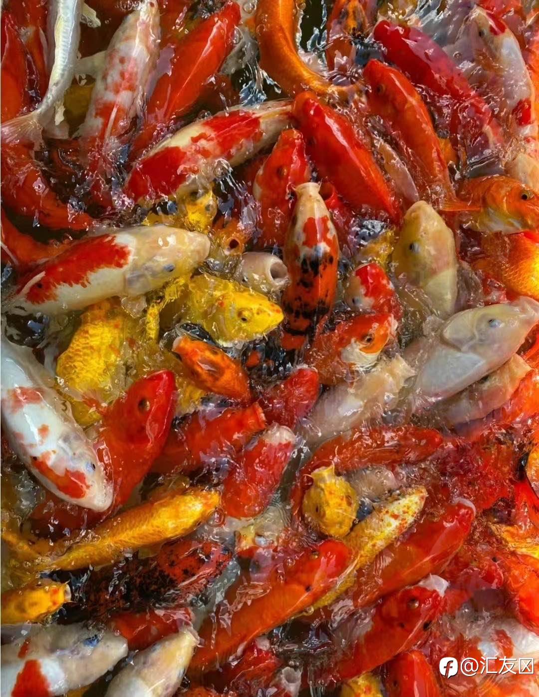 feed-image-0