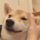 feed image