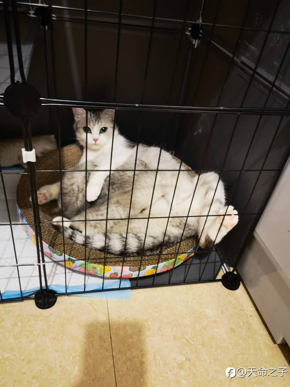 发财猫