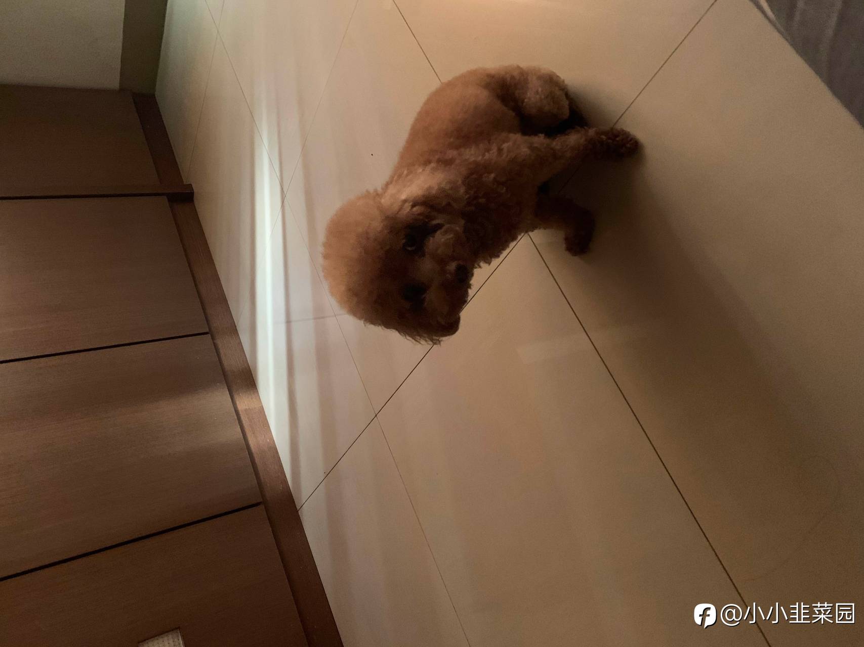 🐶