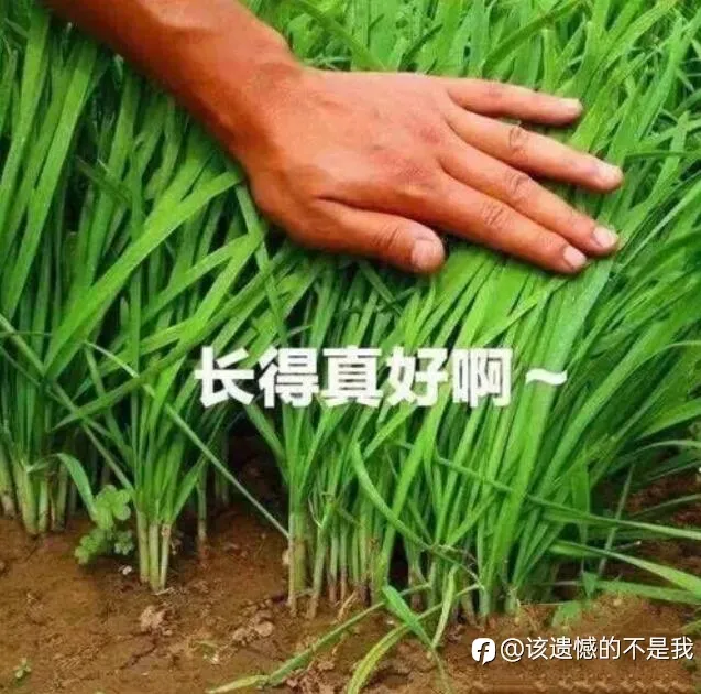 早起的鸟儿有虫吃