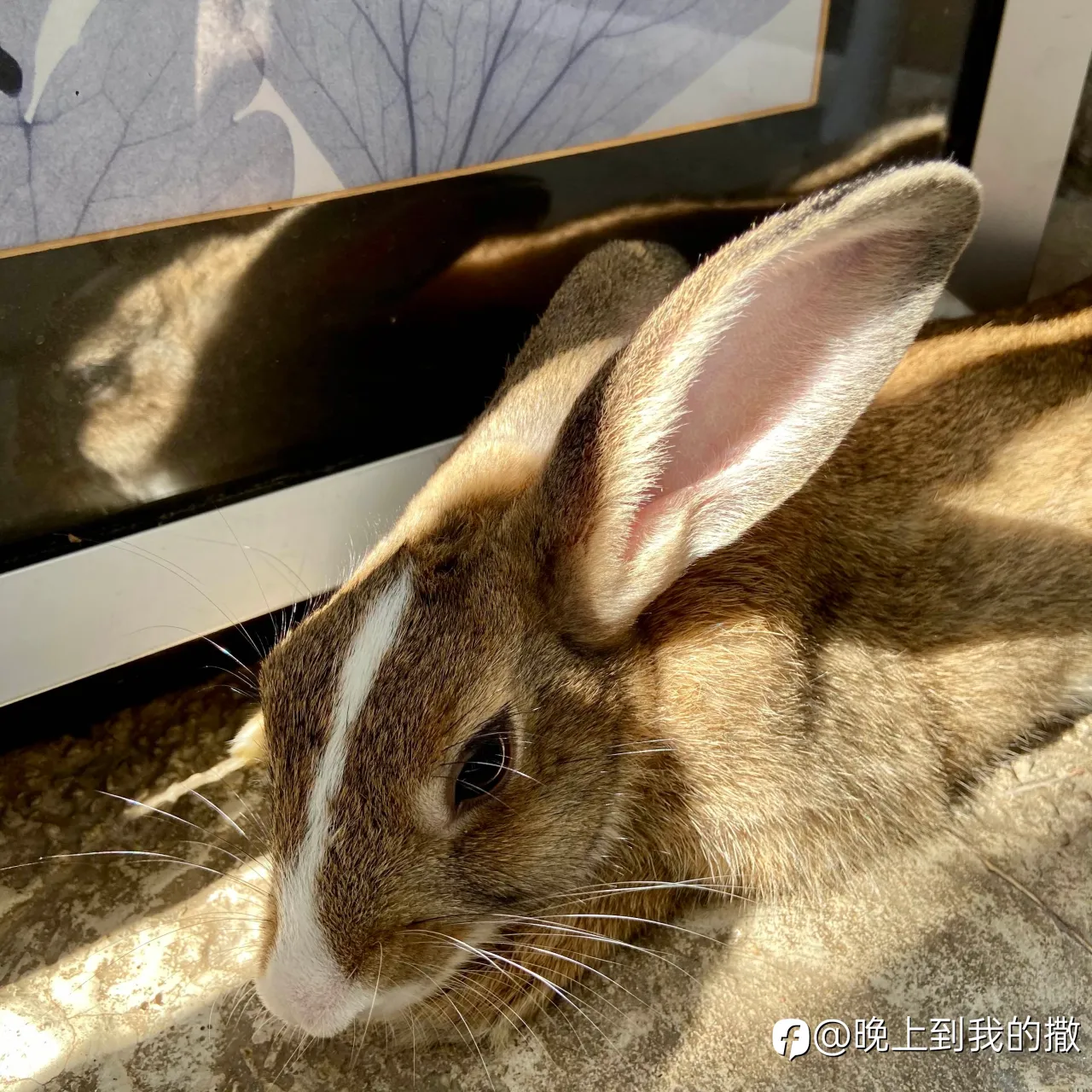 feed image