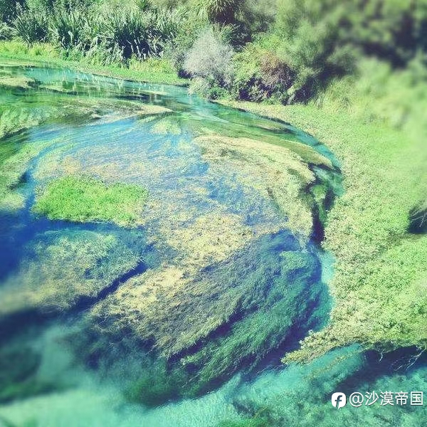 为什么象牙威胁到大象的生存?而牛肉却保证了黄牛的繁衍?