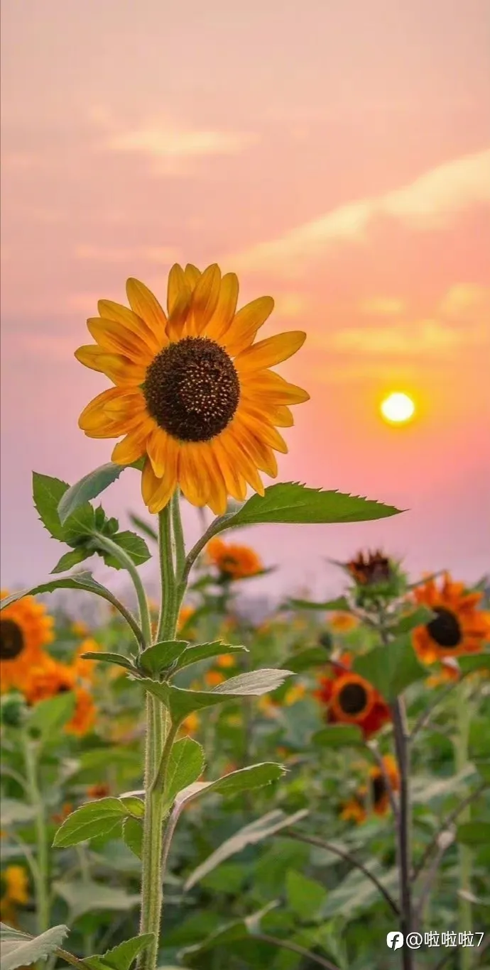 feed image