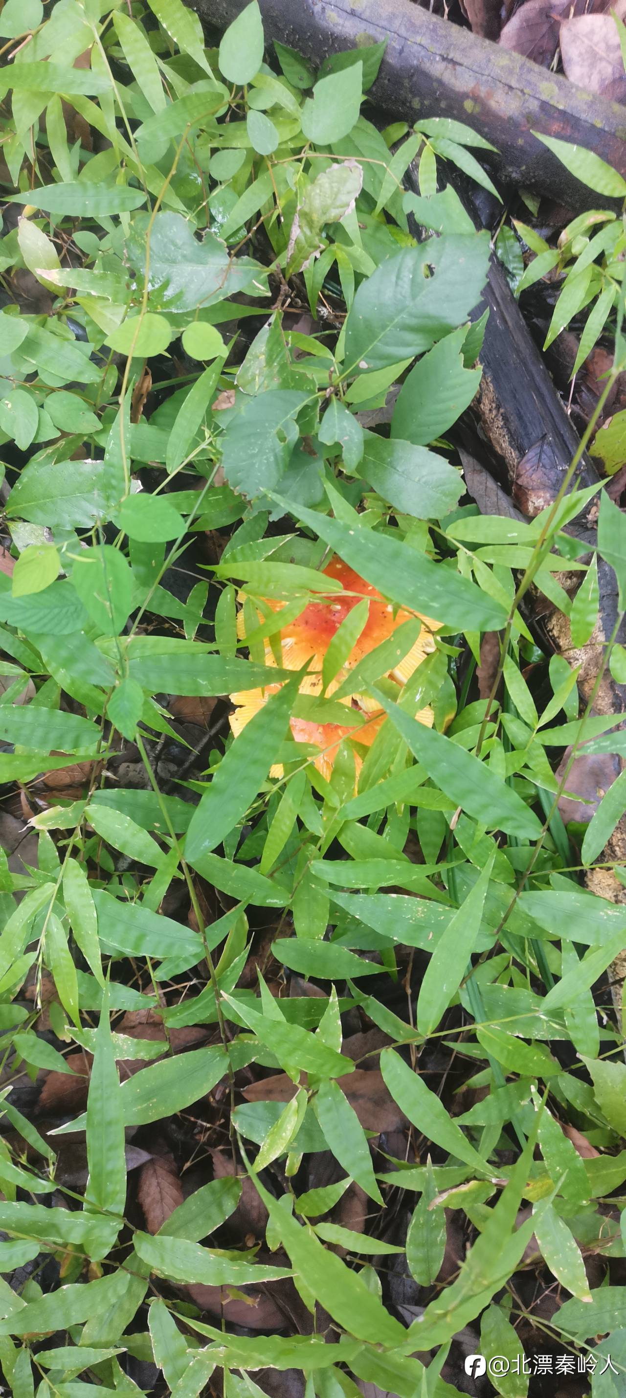入乡随俗，采蘑菇的小哥哥