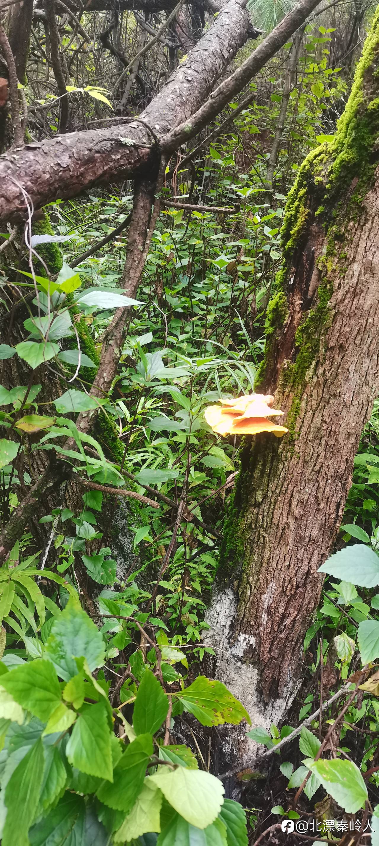 入乡随俗，采蘑菇的小哥哥