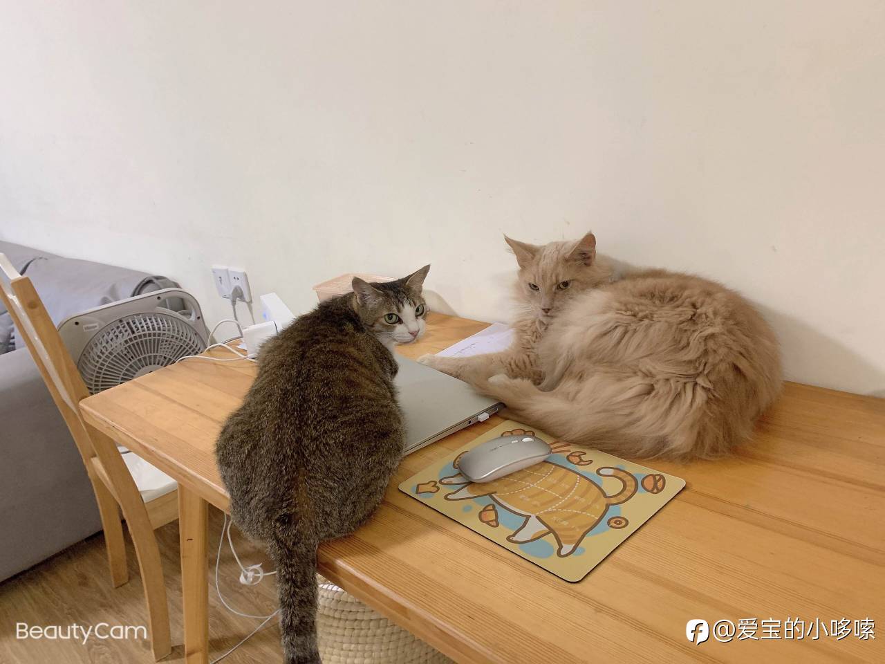 feed image