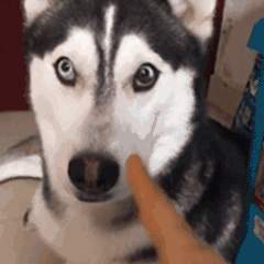 feed-image-0