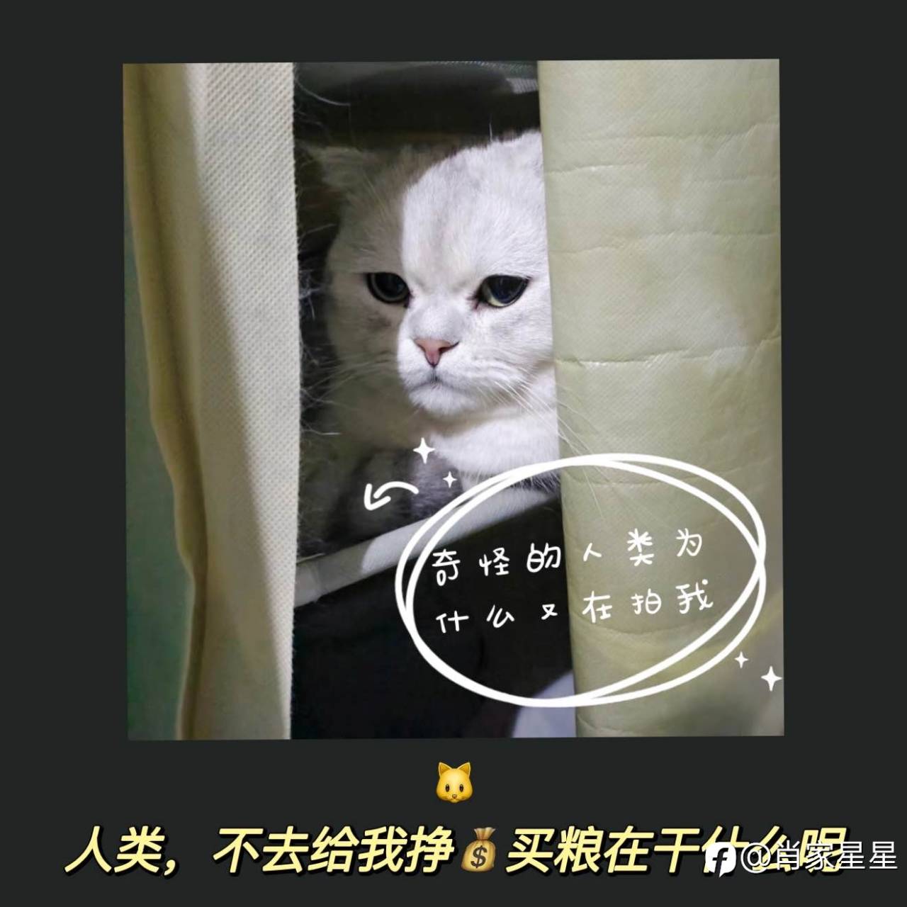 feed image