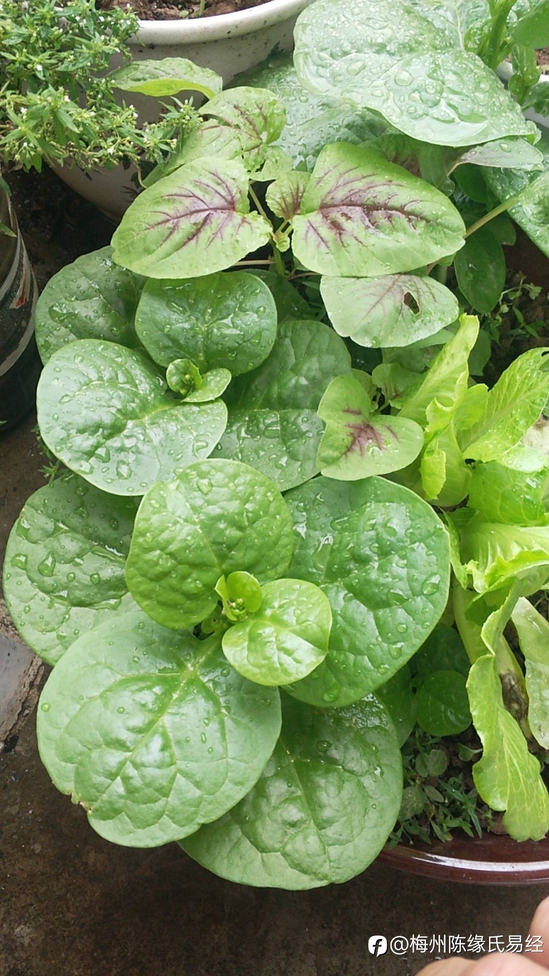 封城种菜