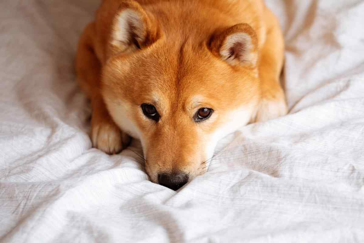 Giá Dogecoin (DOGE) giảm mạnh vì tin đồn Twitter cho dừng dự án ví crypto