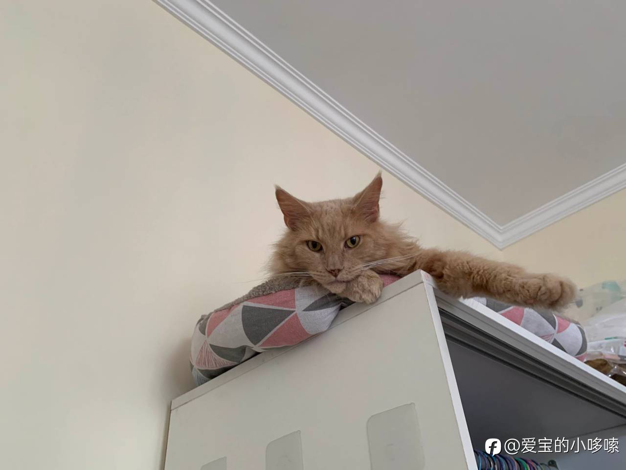 feed image
