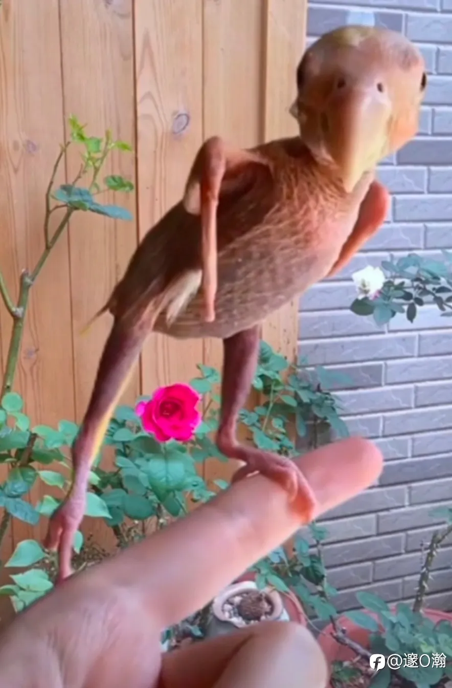 feed image