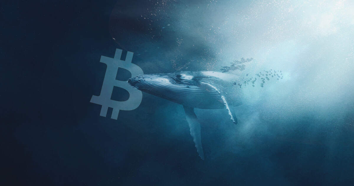 Tốc độ bán tháo Bitcoin của “cá voi” trong tháng 11/2022 lập kỷ lục mới