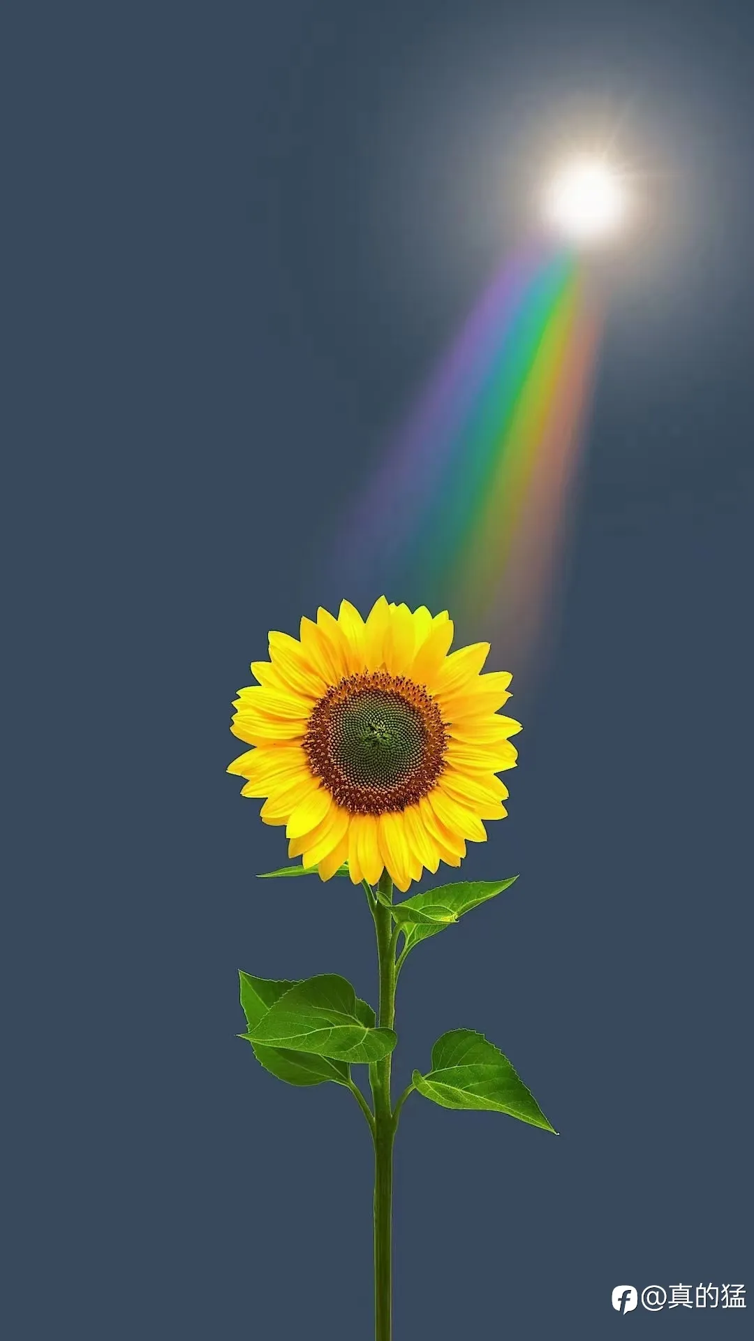 feed image