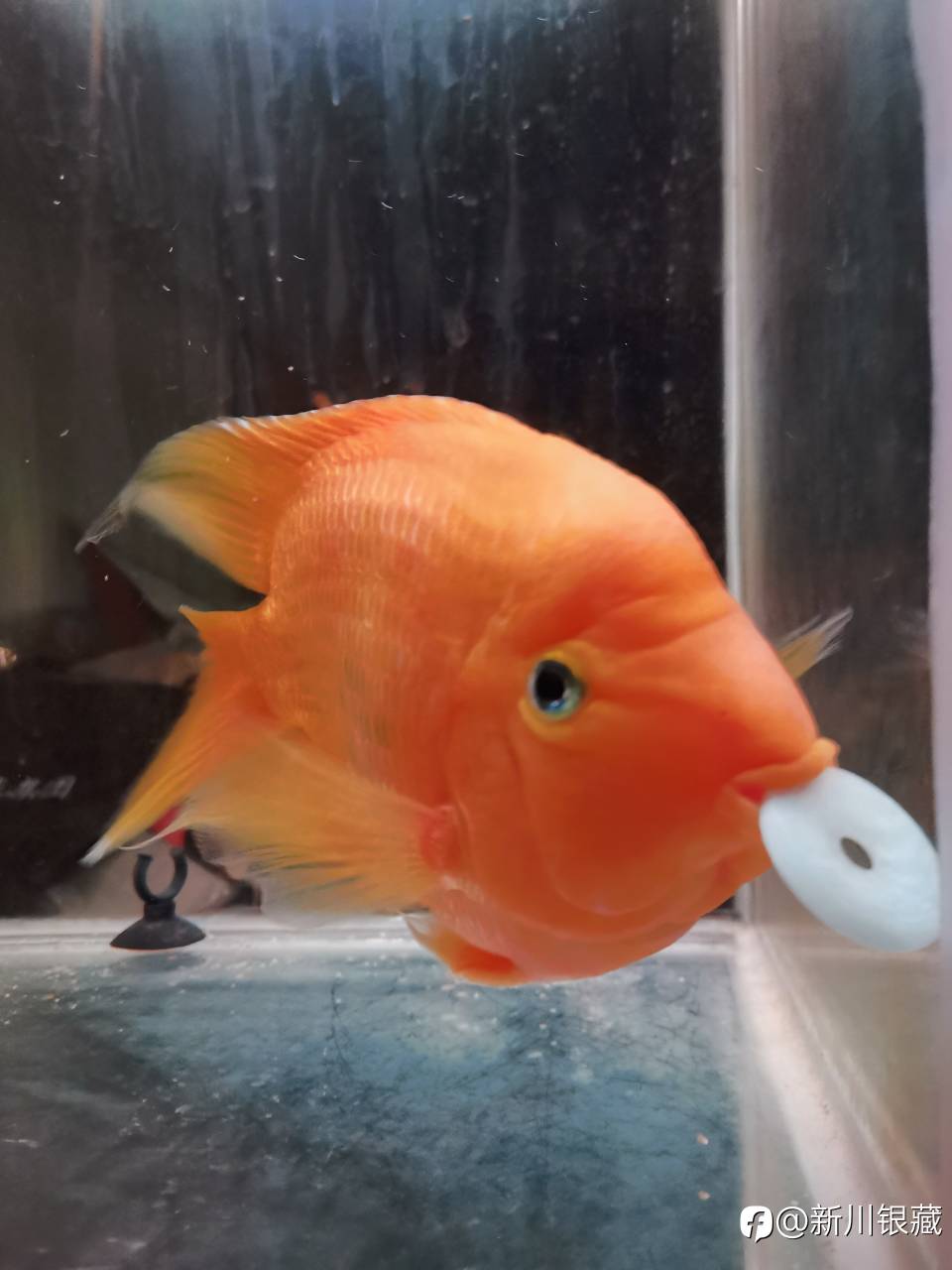 惊涛骇浪历险，雨过天晴前行！