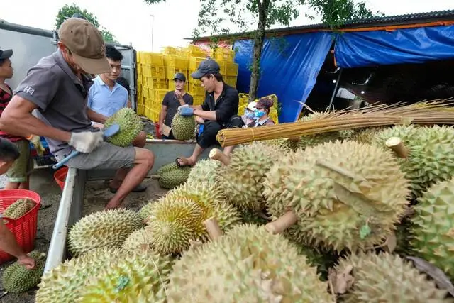 Sầu riêng, thanh long Việt xuất Trung Quốc tăng giá gấp 3 lần