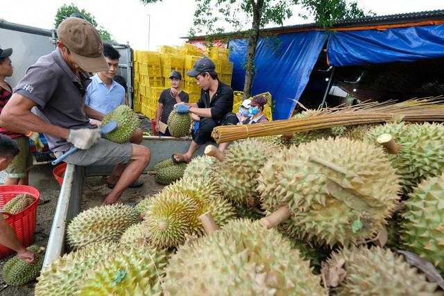 Sầu riêng, thanh long Việt xuất Trung Quốc tăng giá gấp 3 lần