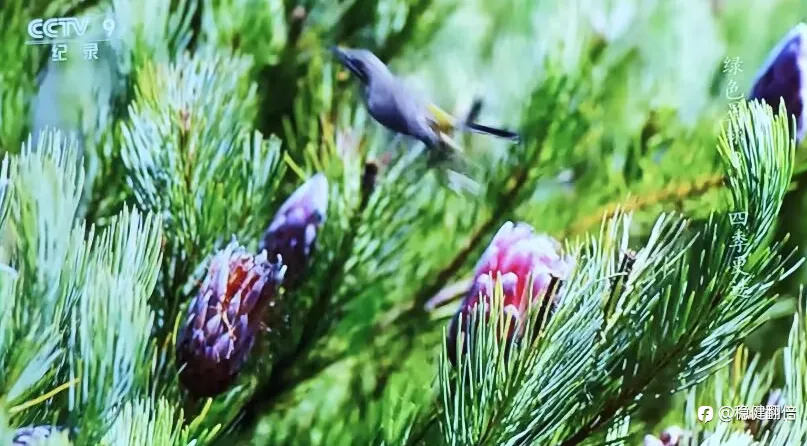 你若绽放，就是最美的花朵。