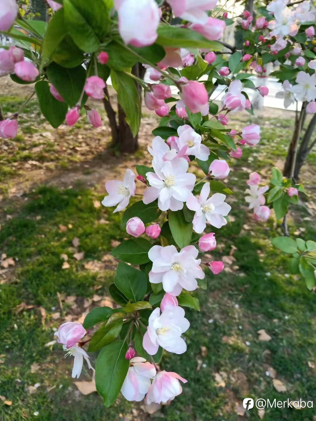 北方的春天适合赏花