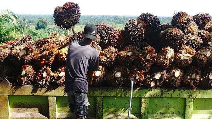 Holding Perkebunan Mau Bentuk PalmCo, Industri Diramal Moncer