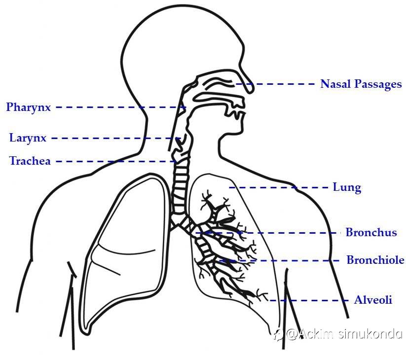 THE RESPIRATORY SYSTEM