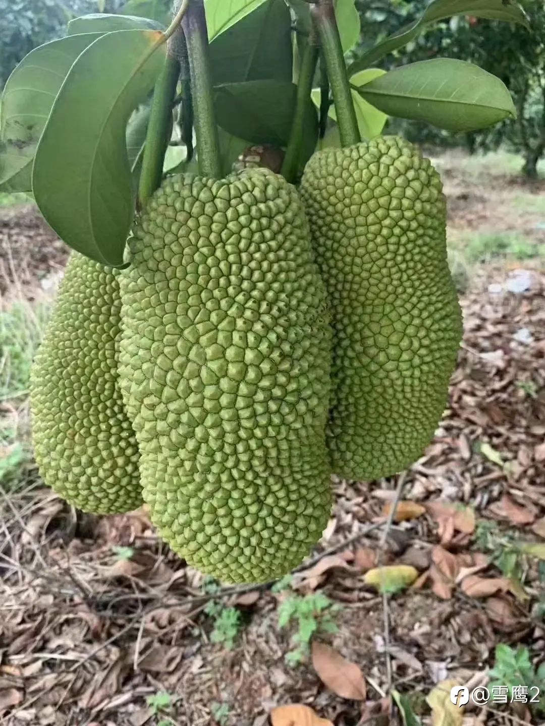 feed image