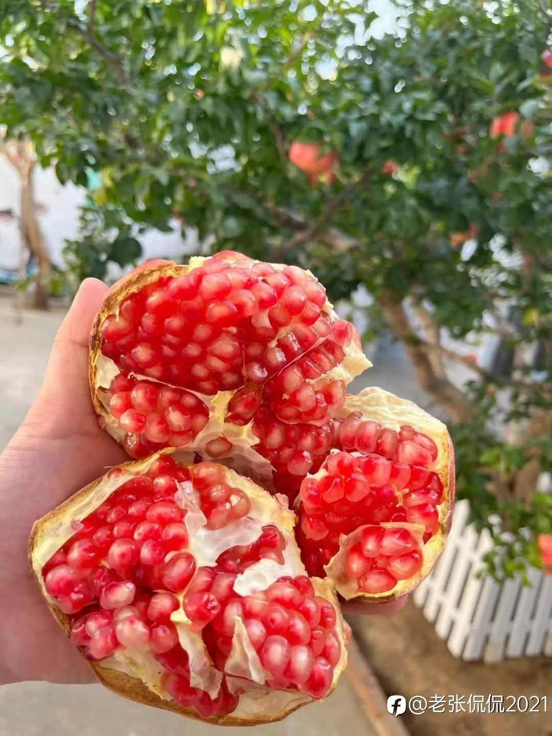 feed image