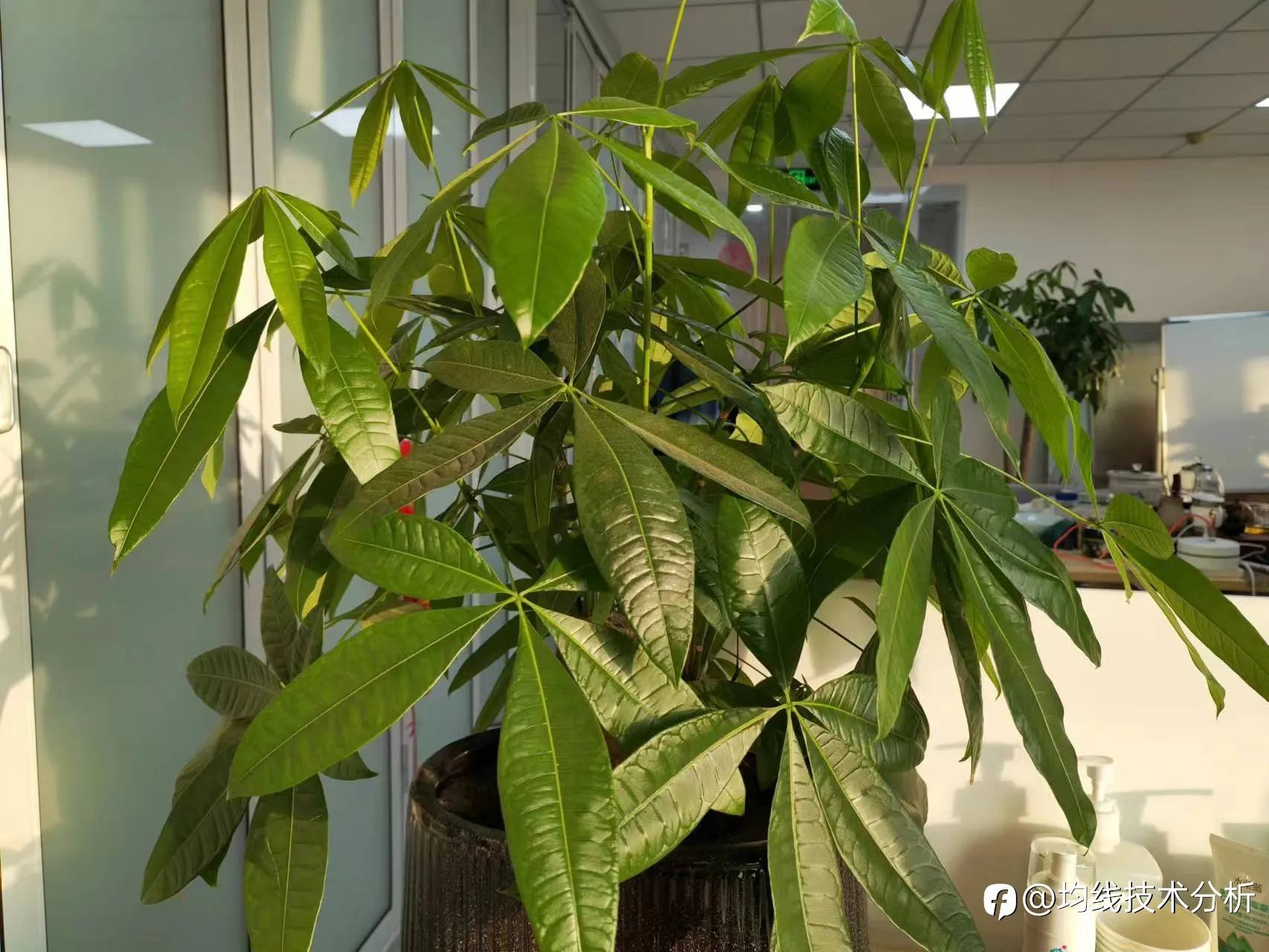 feed image