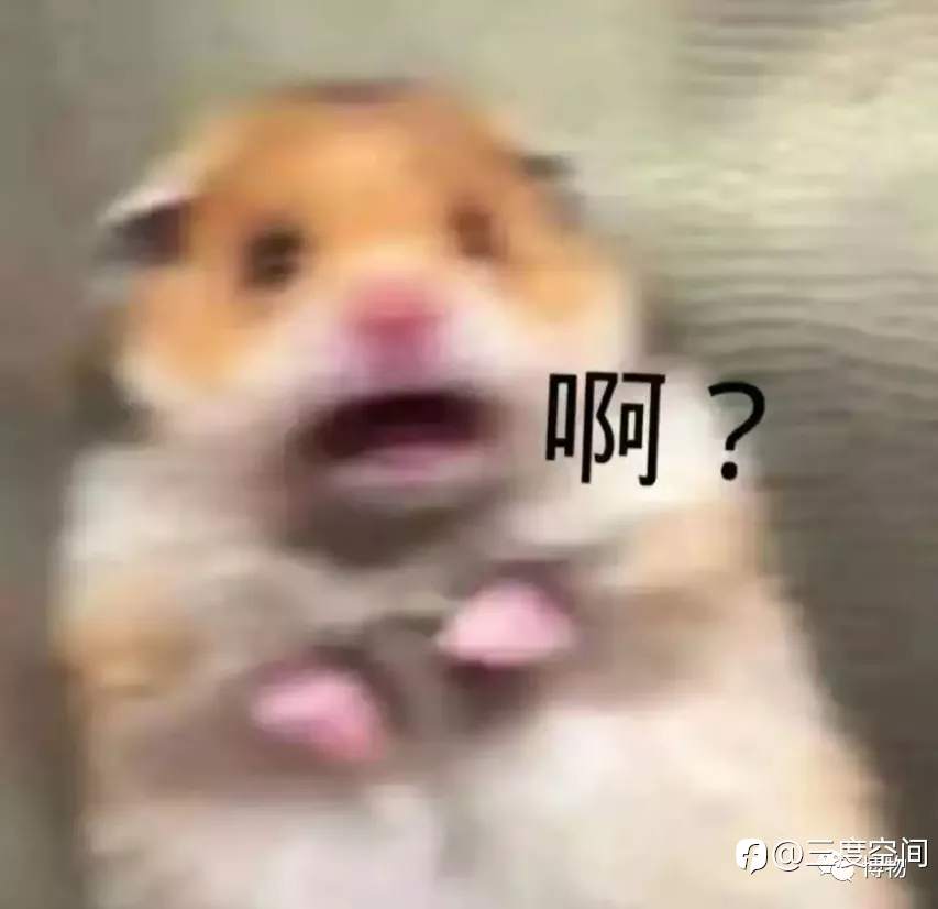 连续三届交易大赛的重量组冠军,为何销声匿迹了?