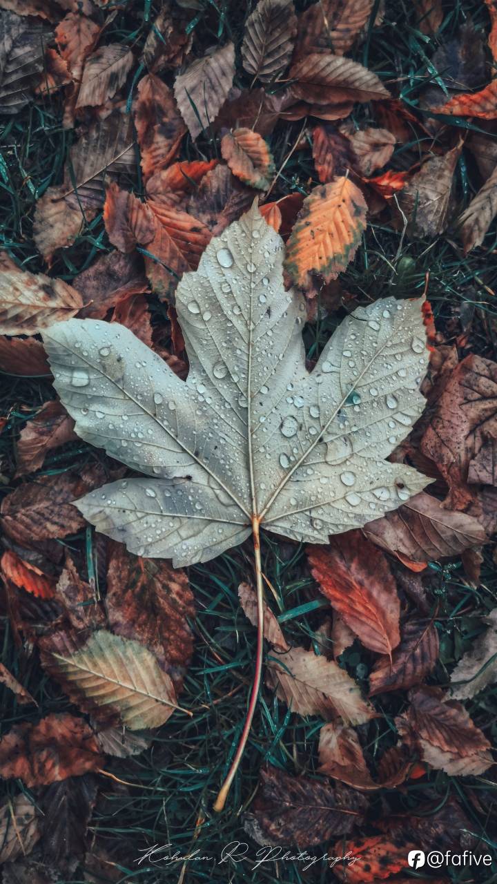 feed image