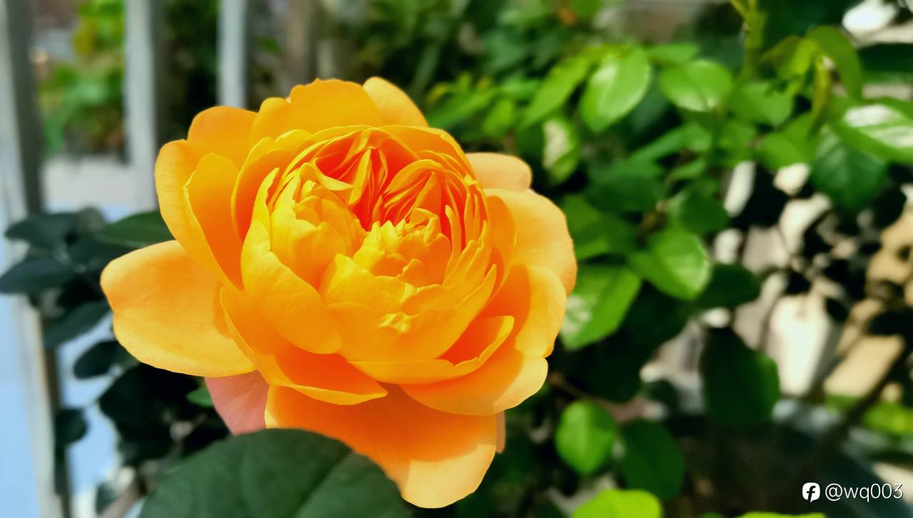 四月,春䁔花开!