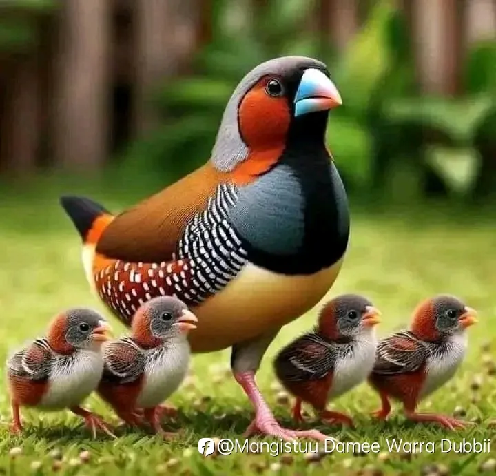 feed image