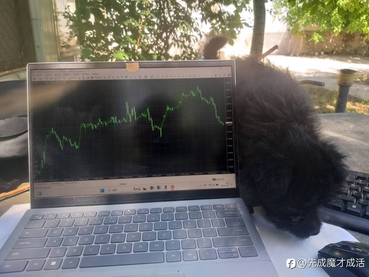 我的小狗叫 非农