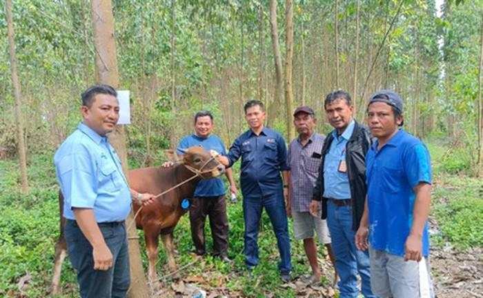 Semarak Idul Adha di Sinar Mas, Berbagi Sambil Bersilaturahmi