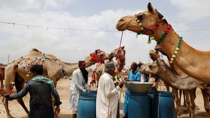 Harga Hewan Kurban di Pakistan Melonjak, Warga Mengeluh