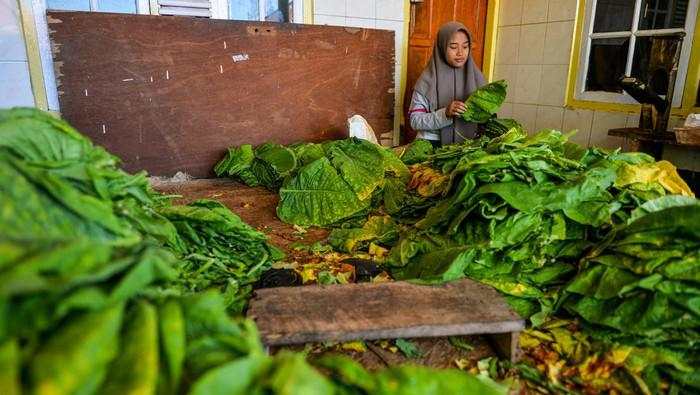 Penerimaan Cukai Hasil Tembakau Menurun 6,6 Persen