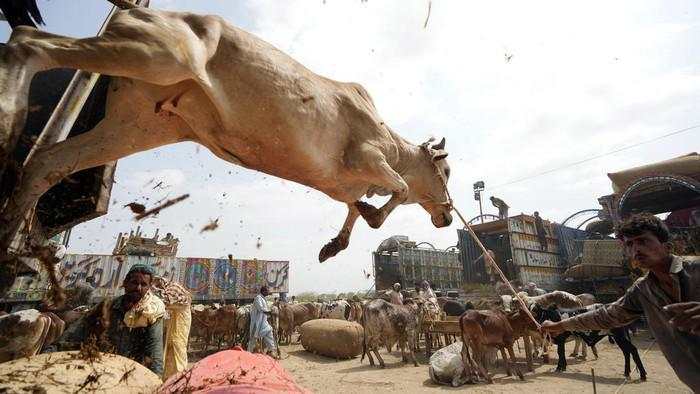 Suasana Pasar Hewan Kurban di Pakistan Jelang Idul Adha