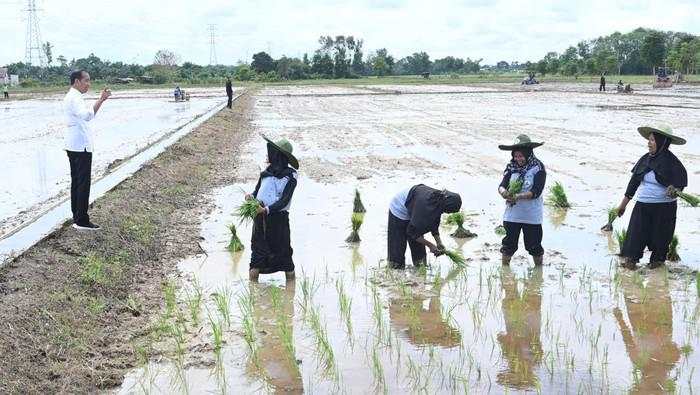 Kala Jokowi Curhat Sulitnya Urus Harga Beras