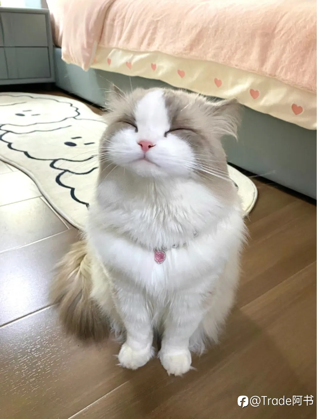 feed image