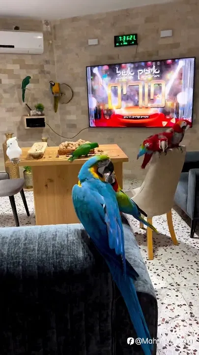 feed image