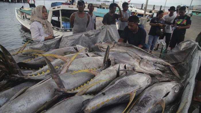 RI Budi Daya Tuna Pakai Teknologi Turki, Ini Lokasinya